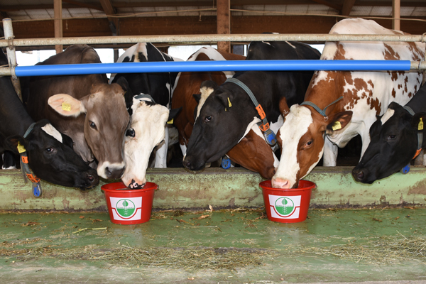 istdaseinGedrnge 600x400pxDSC 8870